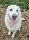 adoptable Dog in  named Opal