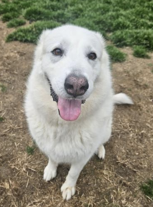 picture of the dog needing adoption