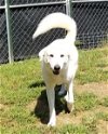 adoptable Dog in thomasville, NC named Opal