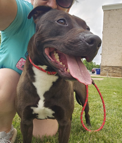 picture of the dog needing adoption