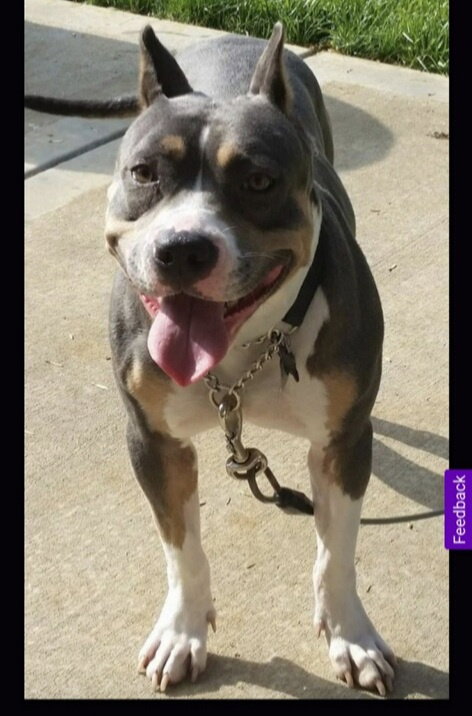 MURCIE - American Staffordshire Terrier available for adoption