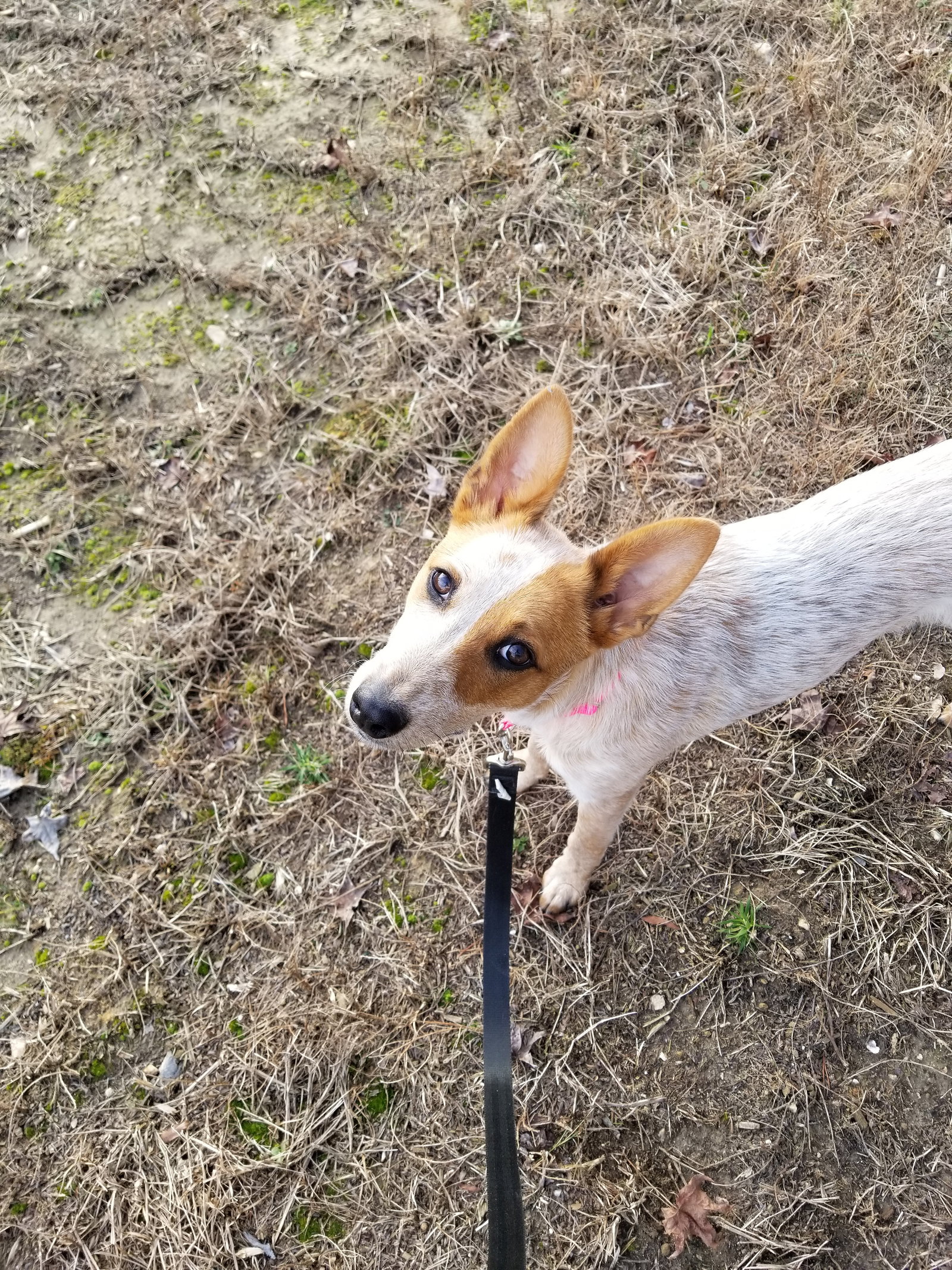 Dog for Adoption Brooklyn, a Australian Cattle Dog/Blue Heeler in