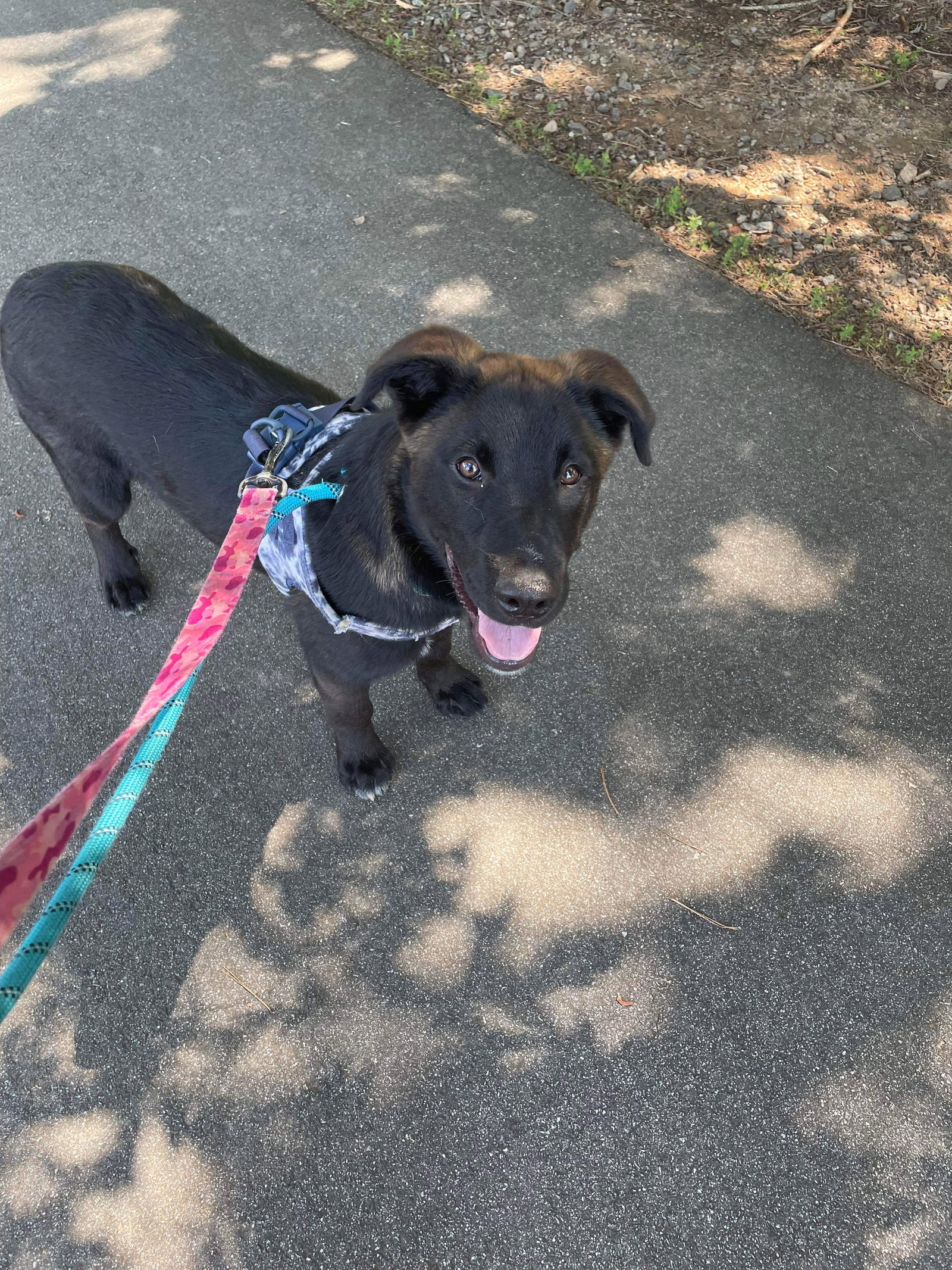 Dog for Adoption Bowie, a Belgian Shepherd Malinois in Alamance