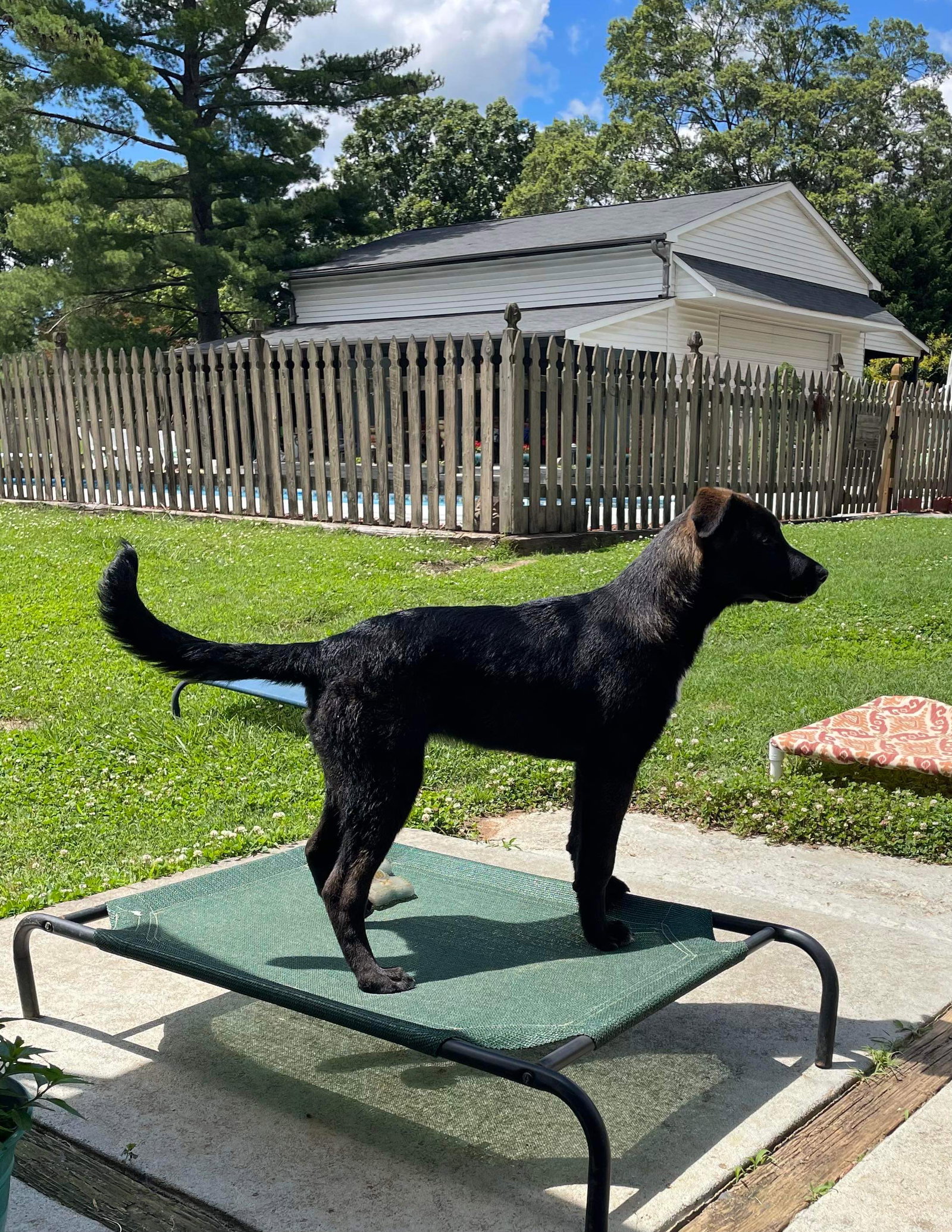 Dog for Adoption Bowie, a Belgian Shepherd Malinois in Alamance