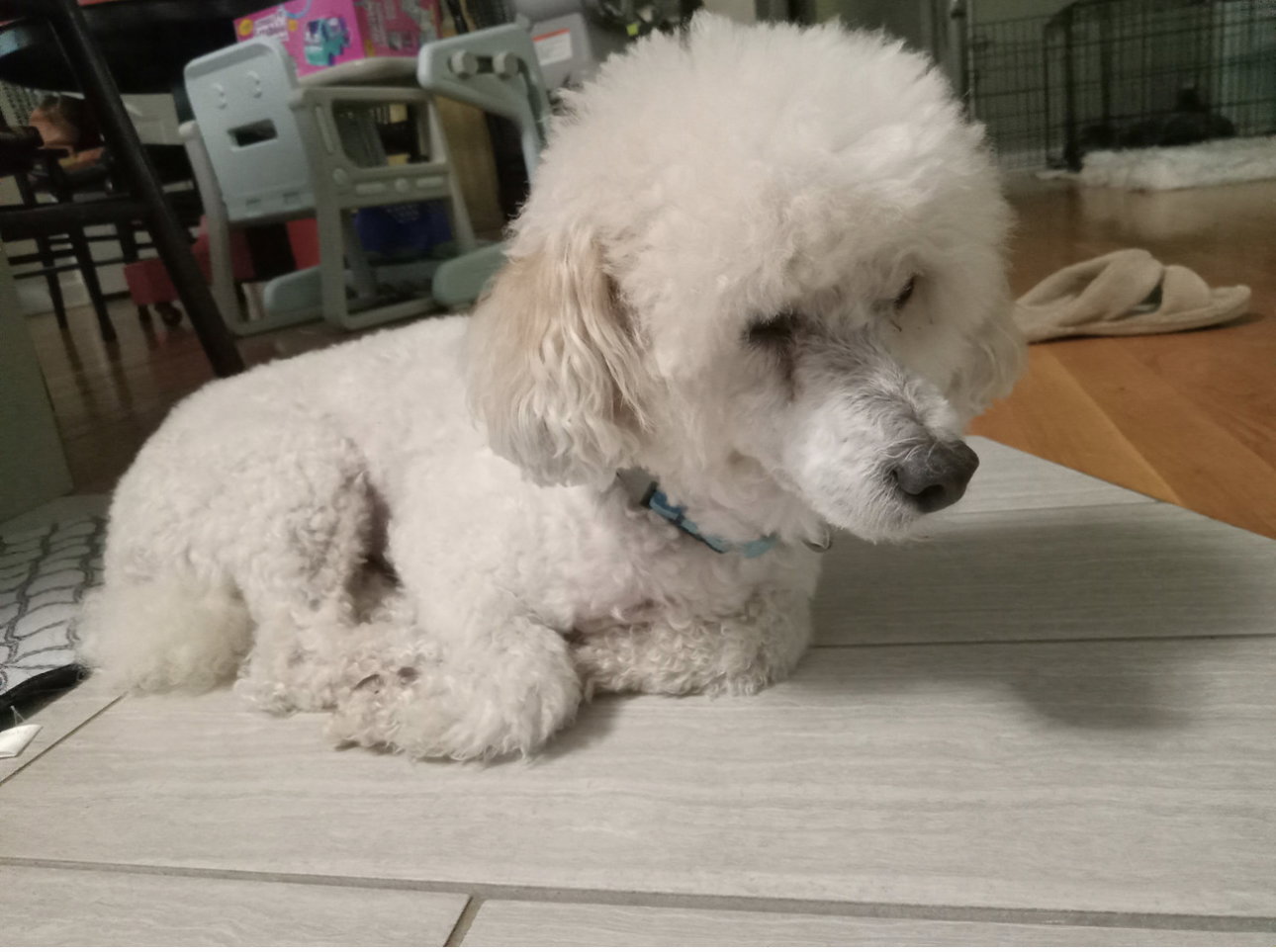 Dog for Adoption Quigley, a Poodle (Miniature) in Kernersville, NC Alpha Paw