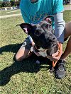adoptable Dog in thomasville, NC named Nera