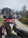 adoptable Dog in thomasville, NC named Blaze