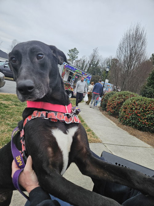 picture of the dog needing adoption
