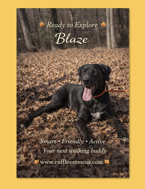 picture of the dog needing adoption