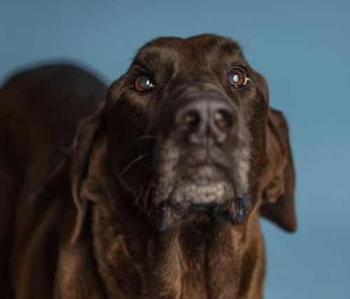 picture of the dog needing adoption