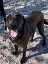 adoptable Dog in Thomasville, NC named Lucy