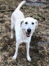 adoptable Dog in thomasville, NC named Bijou