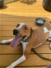 adoptable Dog in thomasville, NC named Nikko COURTESY LISTING