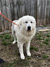 adoptable Dog in thomasville, NC named Courtland