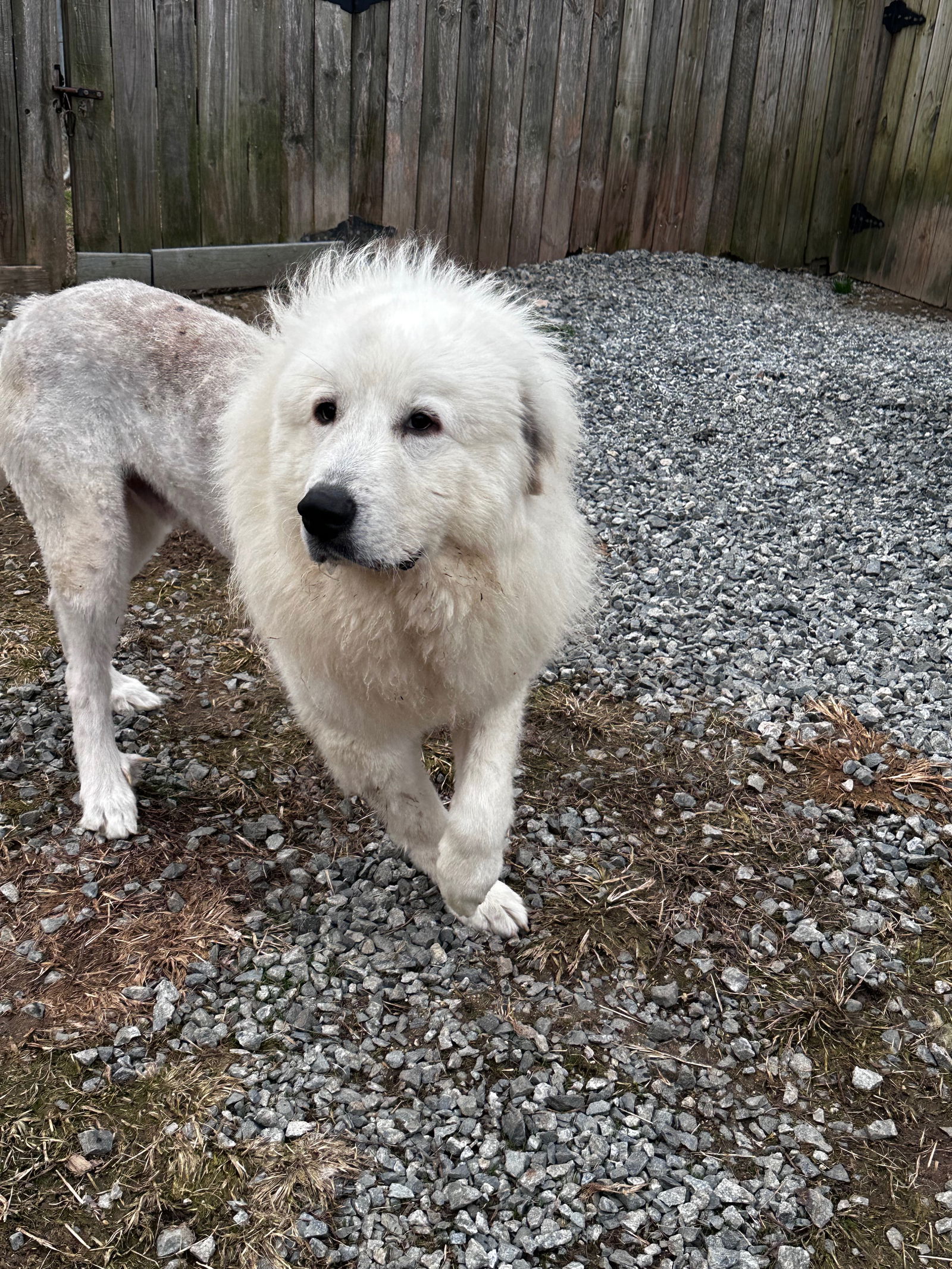 Dog for Adoption - Courtland, a Great Pyrenees in Mount Pleasant, NC ...