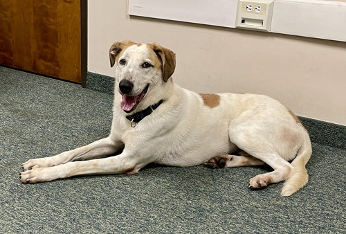 picture of the dog needing adoption