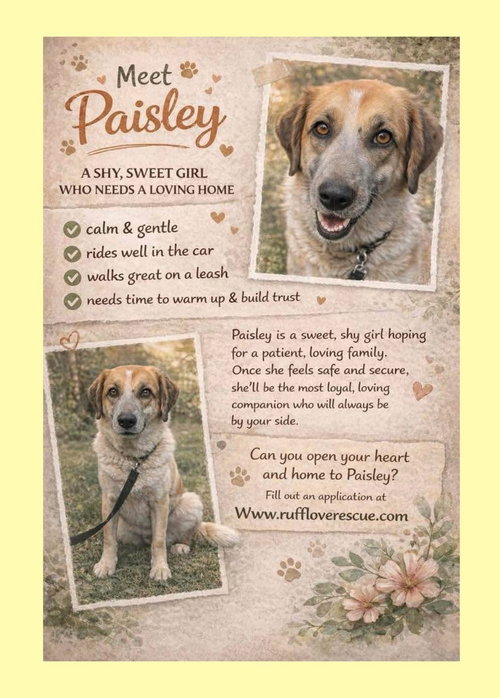 picture of the dog needing adoption