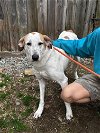 adoptable Dog in thomasville, NC named Fantasia