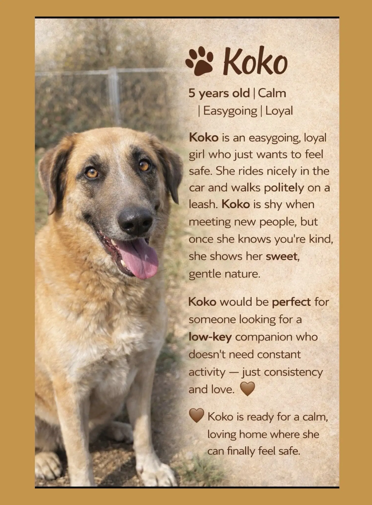 Koko - Great Pyrenees
