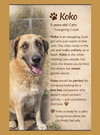 KoKo - Photo 1
