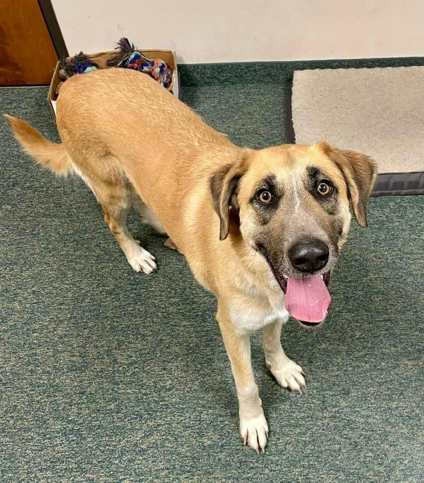 adoptable Dog in Thomasville, NC named KoKo