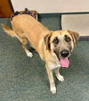 adoptable Dog in Thomasville, NC named KoKo