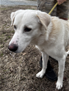 adoptable Dog in thomasville, NC named Connor