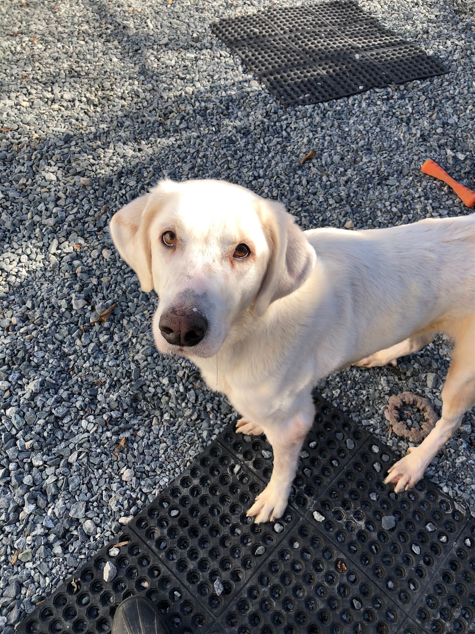 adoptable Dog in Thomasville, NC named Harper