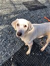 adoptable Dog in thomasville, NC named Harper