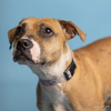 adoptable Dog in  named Phoebe