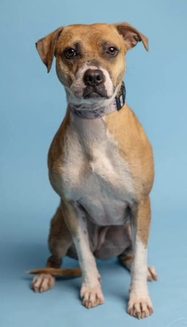 Phoebe image 4
