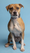 Phoebe - Photo 4