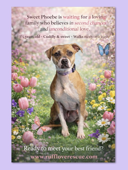 PHOEBE - Staffordshire Bull Terrier / Bulldog available for adoption