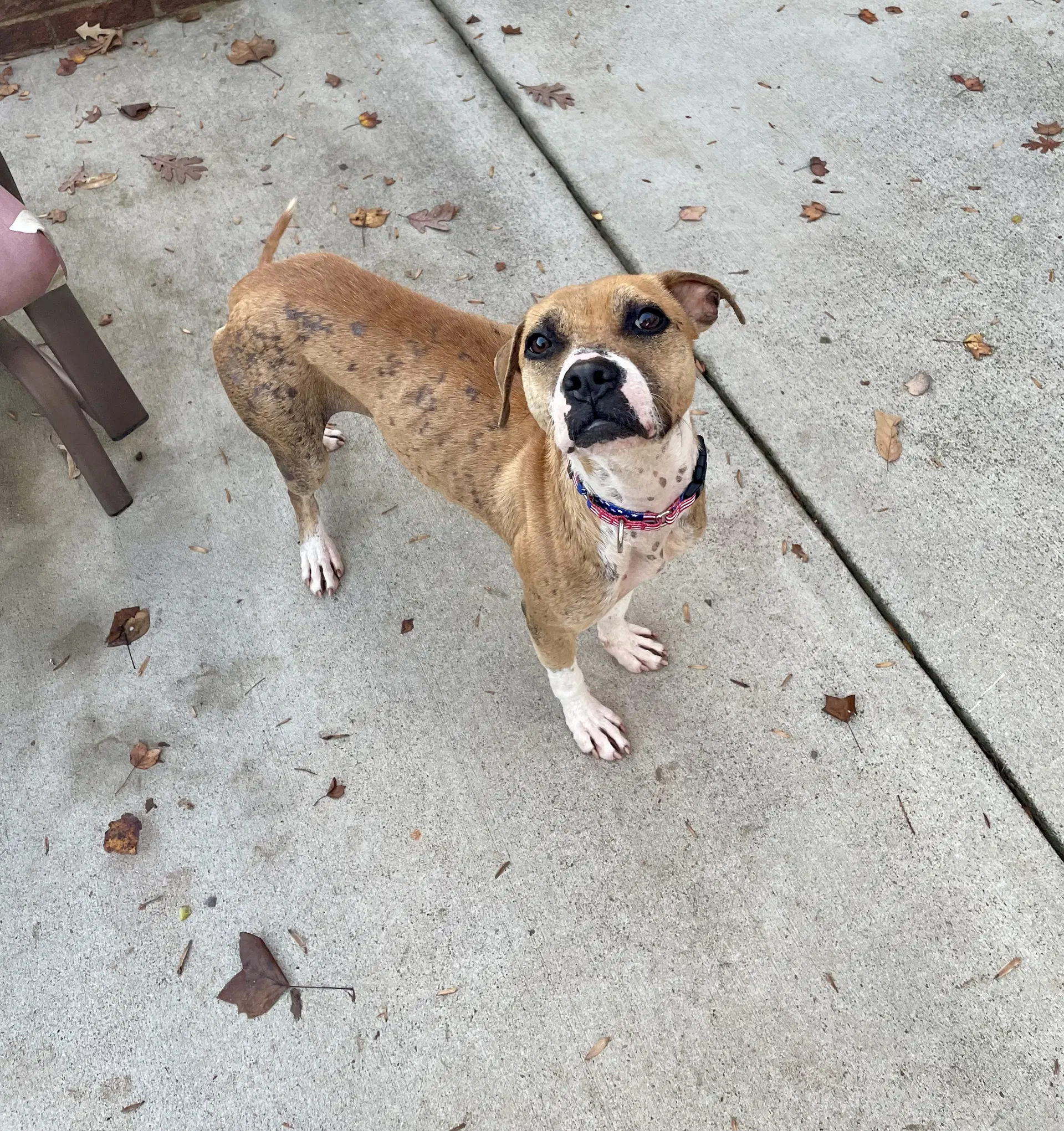 Phoebe image 2