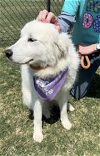 adoptable Dog in thomasville, NC named Nessie