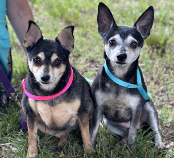 adoptable Dog in Thomasville, NC named Hope and JoJo