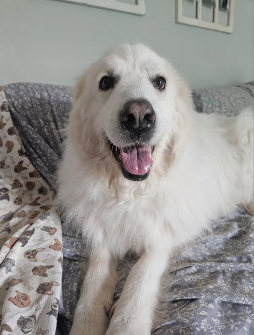 MILANA - Great Pyrenees available for adoption