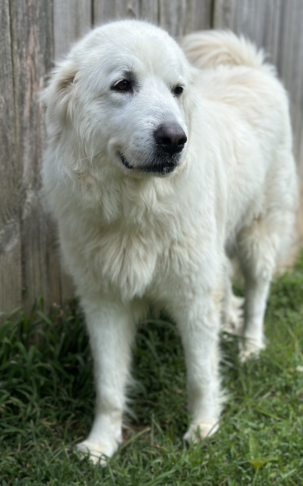 adoptable Dog in Thomasville, NC named Milana