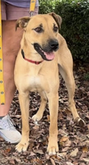 adoptable Dog in Thomasville, NC named Jocelyn