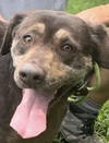 adoptable Dog in Thomasville, NC named Leah