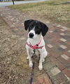 adoptable Dog in thomasville, NC named Briggs