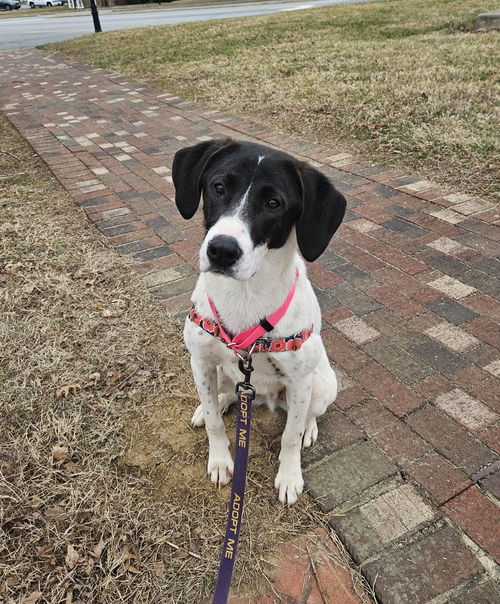 picture of the dog needing adoption