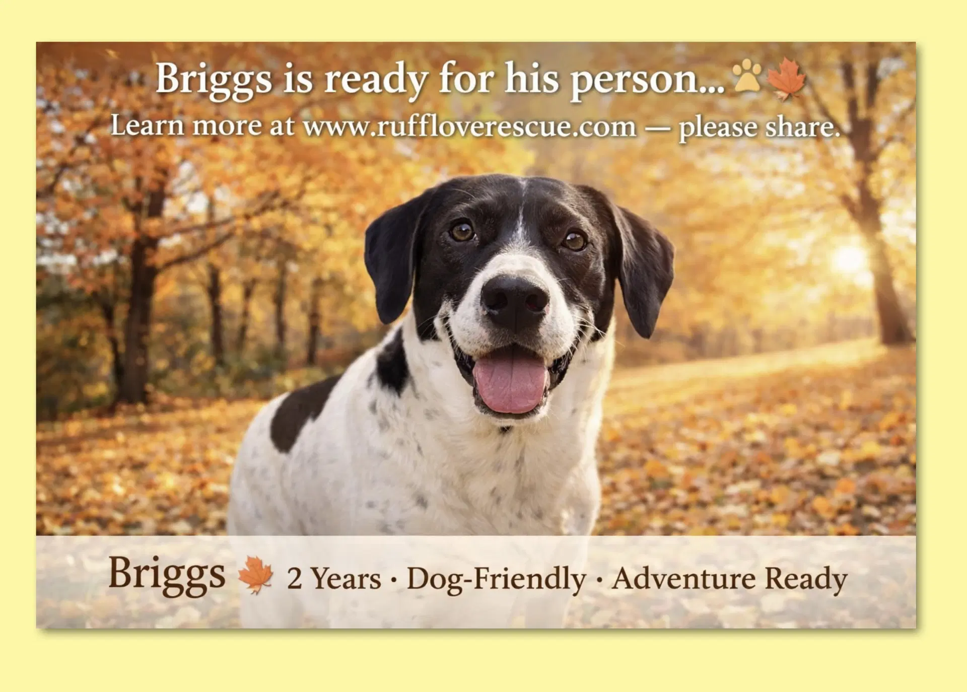 Briggs - Hound