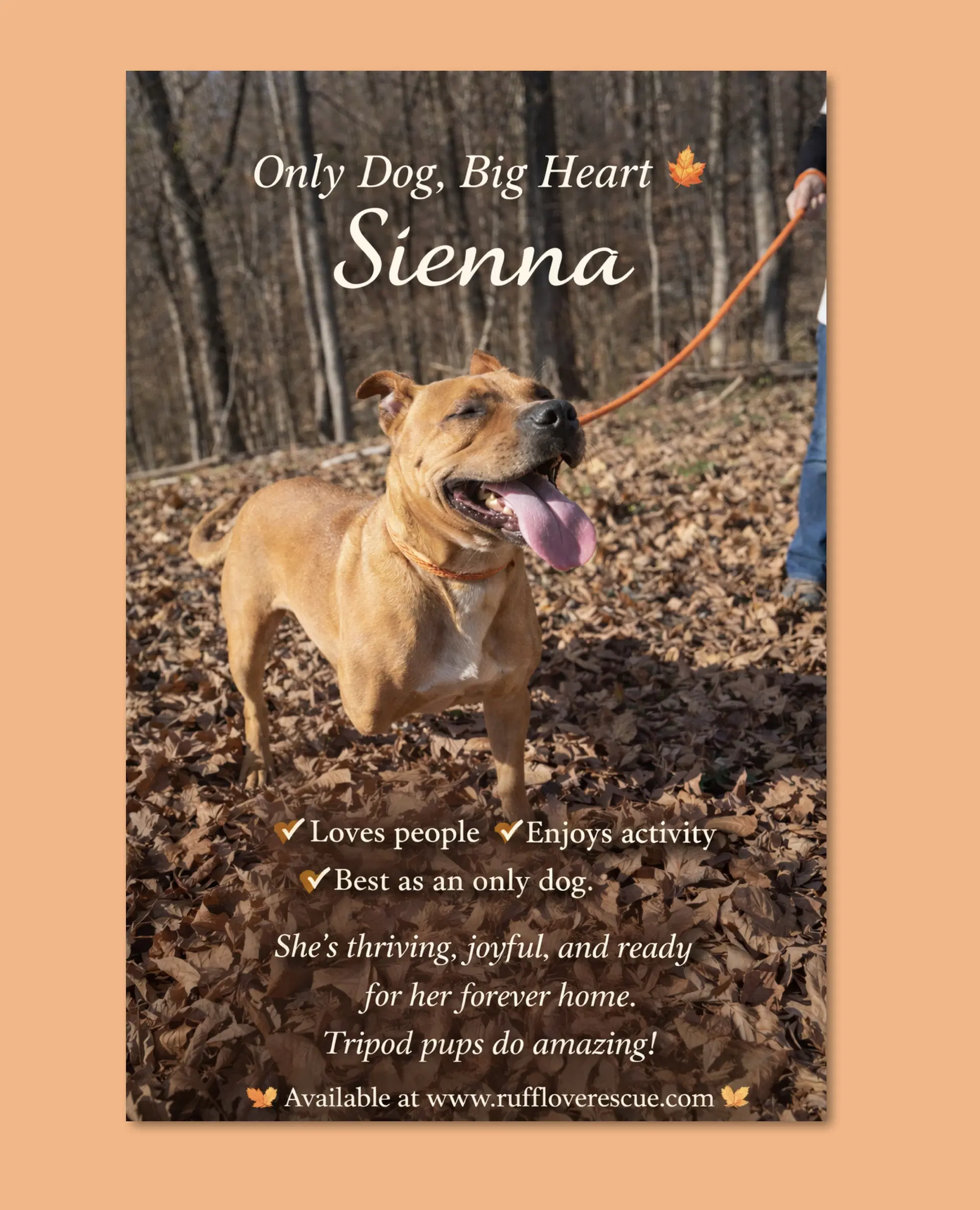 Sienna - Pit Bull Terrier