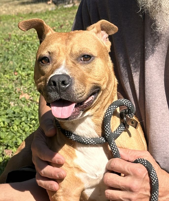 adoptable Dog in Thomasville, NC named Sienna