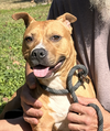 adoptable Dog in  named Sienna