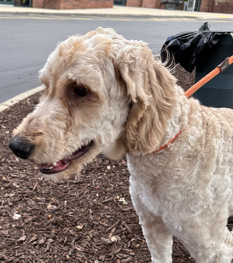 adoptable Dog in Thomasville, NC named Winslow