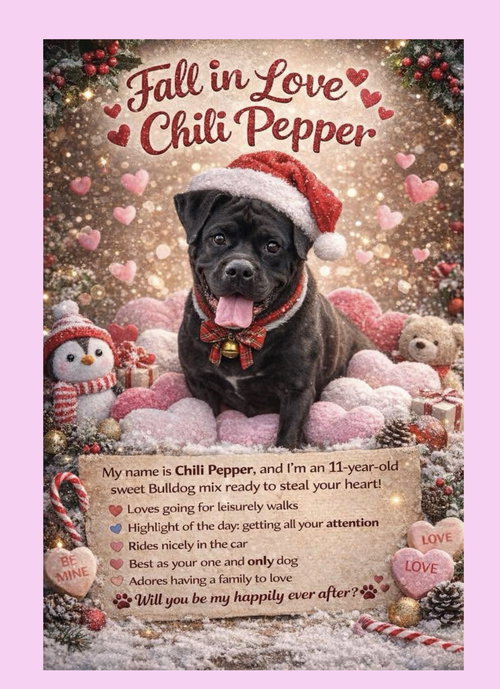 picture of the dog needing adoption