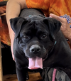 adoptable Dog in  named Chili Pepper