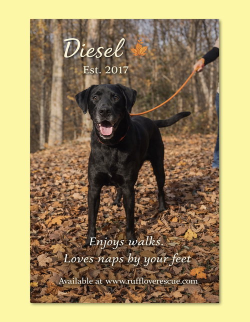 picture of the dog needing adoption